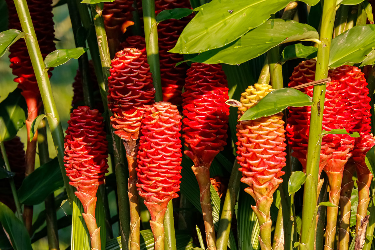 A cluster of vibrant red, cone-shaped ginger flowers with striped patterns, surrounded by long green leaves and stems, basking in sunlight, often spotted on a private Maui tour.