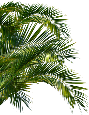 Lush, green palm fronds extend from a branch, their long, slender leaves fanning out against a white background—a perfect glimpse of the tropical serenity you'll enjoy on a private Maui tour.