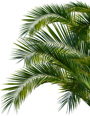 Green palm fronds, reminiscent of a Maui tour, fan out against a white background. The leaves, with their glossy sheen and thin, elongated shape in varying shades of light to dark green, evoke a tropical feel.