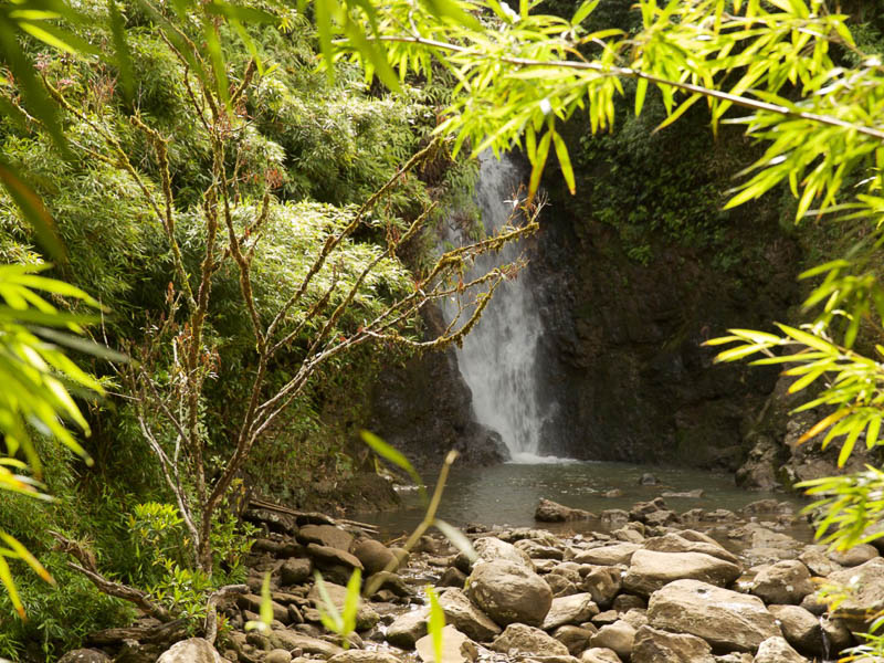 A serene waterfall cascades into a rocky pool surrounded by lush green foliage and dense trees, creating a tranquil natural scene perfect for an adventure.