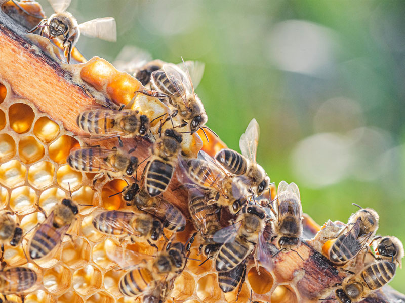 A close-up of several bees on a honeycomb, busy at work with some perched on the cells and others walking. The partially filled honeycomb gleams with golden honey, akin to nature’s own private tour. The background is a soft, natural green blur.