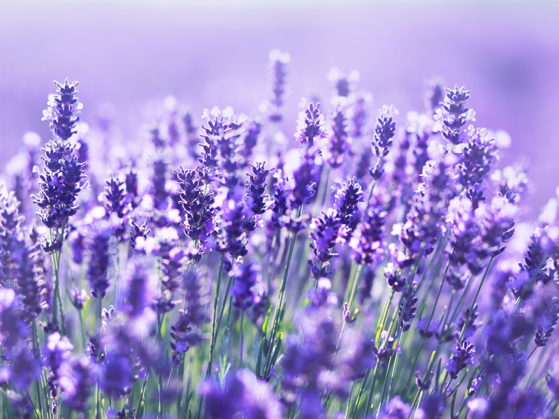 Close-up of a vibrant lavender field in full bloom under soft sunlight, perfect for a private tour. The purple flowers are abundant and dense, with a gentle blur in the background accentuating depth and creating a serene, aromatic atmosphere.