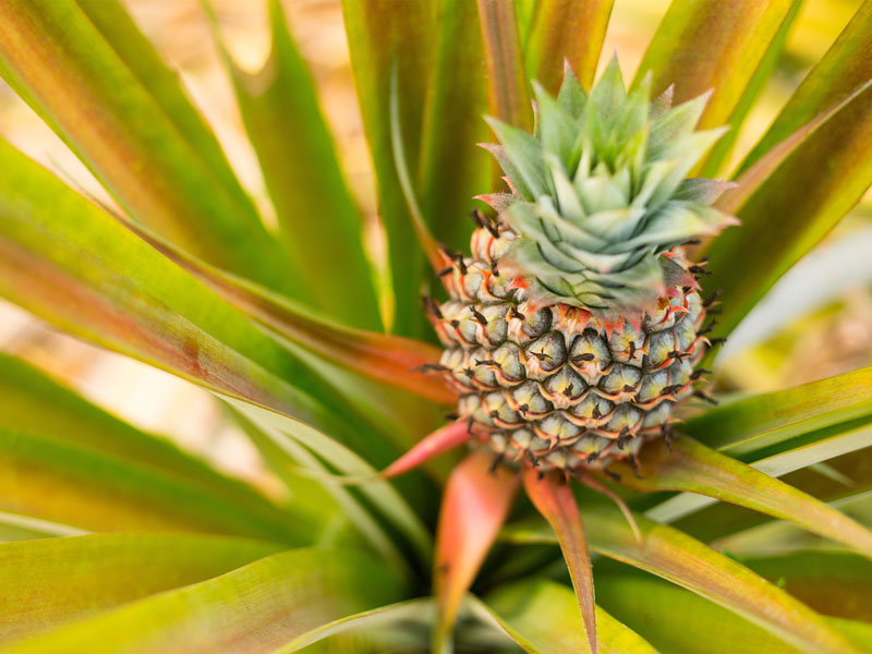 Close-up of a small, growing pineapple with green and pink-tipped leaves on a private tour in Maui. The pineapple's textured surface is surrounded by long, pointed leaves, creating a vibrant and tropical appearance.