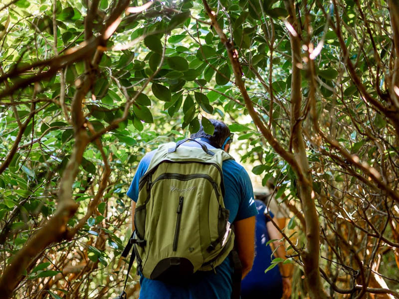 A person with a green backpack walks through a lush, narrow forest path on a private Maui tour, surrounded by dense foliage and intertwined branches. Sunlight filters through the leaves, creating dappled patterns on the ground.