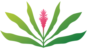 An illustration of a stylized plant evokes the spirit of adventure with its pink flower at the center and symmetrical green leaves fanning outwards, reminiscent of Maui's captivating natural beauty.