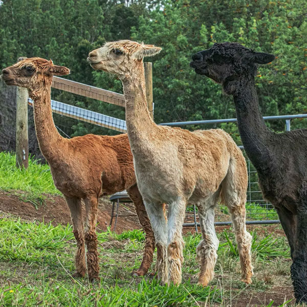 Three alpacas with different fur colors—brown, tan, and black—stand in a grassy field. A wire fence and trees are in the background. It's like a private tour of Maui's unique wildlife, as they face the same direction, appearing alert and curious.