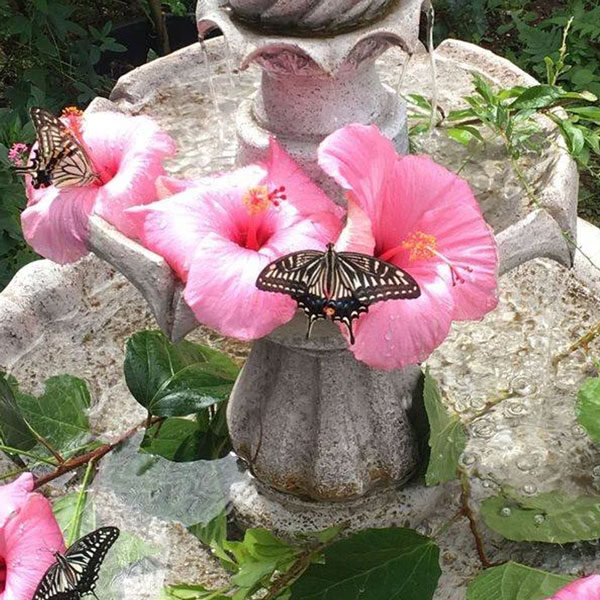 Butterflies rest on pink hibiscus flowers floating in a tiered stone fountain surrounded by green leaves, with water gently cascading down—a perfect adventure stop on your custom tour of Maui.