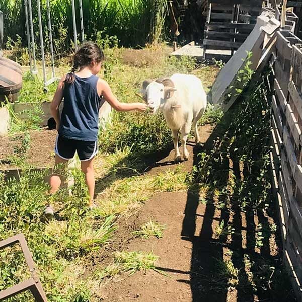 Maui Kosher Farm tour a little girl feeds a white goat in a pasture.