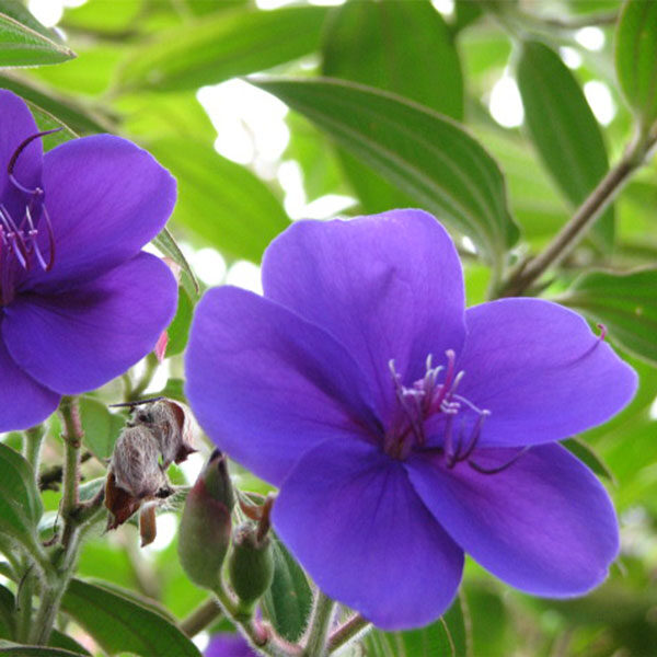 Close-up of vibrant purple flowers with delicate petals and prominent stamens, surrounded by lush green foliage. As if discovered on a Maui tour, the softly blurred background highlights the intricate details in the petals and leaves, inviting you on a visual adventure.