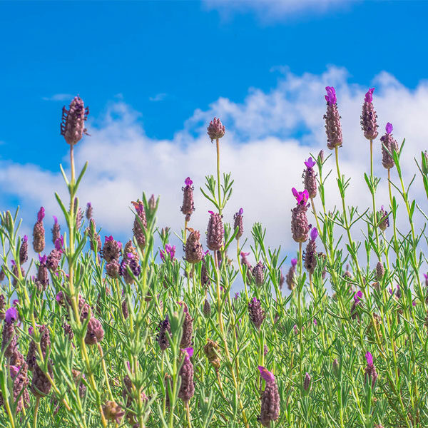 Lavender flowers with purple blooms rise against a bright blue sky dotted with white clouds. The vibrant green stems and leaves frame the scene, reminiscent of a Maui landscape, creating a lively and serene atmosphere perfect for a private tour.