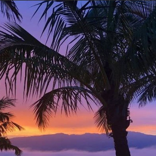 Silhouetted palm trees against a vibrant sunset sky, showcasing shades of purple, pink, orange, and blue. A hazy horizon with distant mountains evokes the tranquil beauty often seen on Maui Farm Tours.