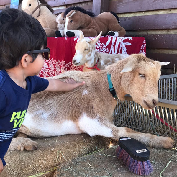 A child wearing sunglasses reaches to pet a resting goat during their private tour. Another goat lies nearby, while plush animal toys are displayed on a table in the background, with a grooming brush on the ground in the foreground.