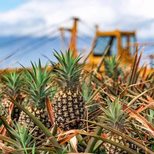 Close-up of several pineapples growing in a field, with sharp green leaves and ripe fruit. A blurred yellow tractor signifies the start of another Maui tour adventure under a partly cloudy sky.