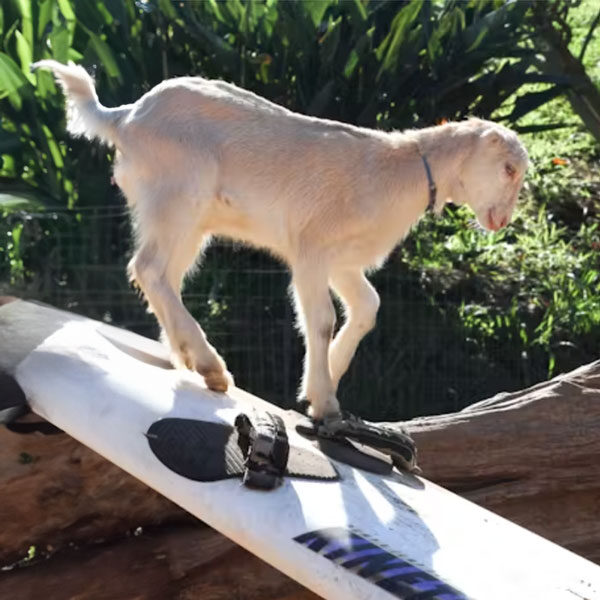 A young goat stands on a surfboard outdoors, ready for adventure. The board is propped on a wooden log amidst lush green foliage, echoing the spirit of a Maui tour. The playful goat wears a collar, embodying the essence of exploration.