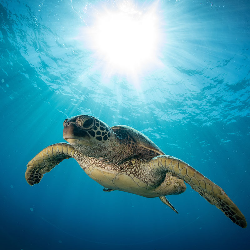 A sea turtle swims gracefully underwater off the coast of Maui, with rays of sunlight streaming down from the surface above, illuminating its shell and flippers. The water is clear and blue, enhancing this serene marine scene—a breathtaking moment on a private tour.
