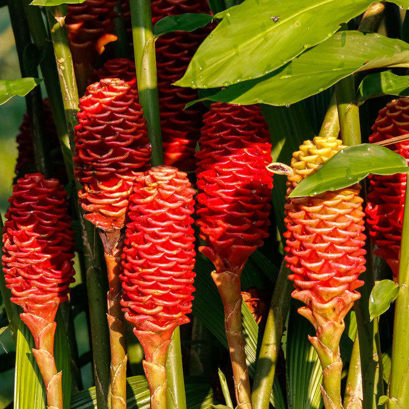 A cluster of vibrant red, cone-shaped ginger flowers with striped patterns, surrounded by long green leaves and stems, basking in sunlight, often spotted on a private Maui tour.
